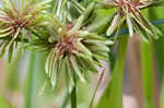 Tall flatsedge